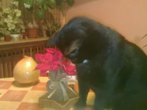 Nejlepší hračka vánoc - umělá vánoční růže ......panička měla radost