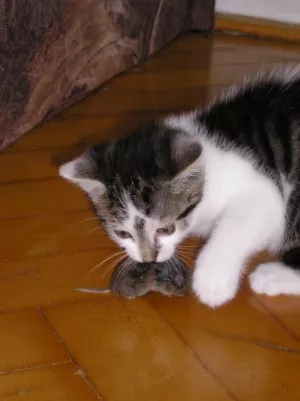 Tady jsem s myší:-)))