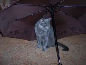 nový deštník