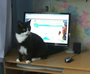 Počítačová kočka