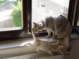 Tibi a kotě