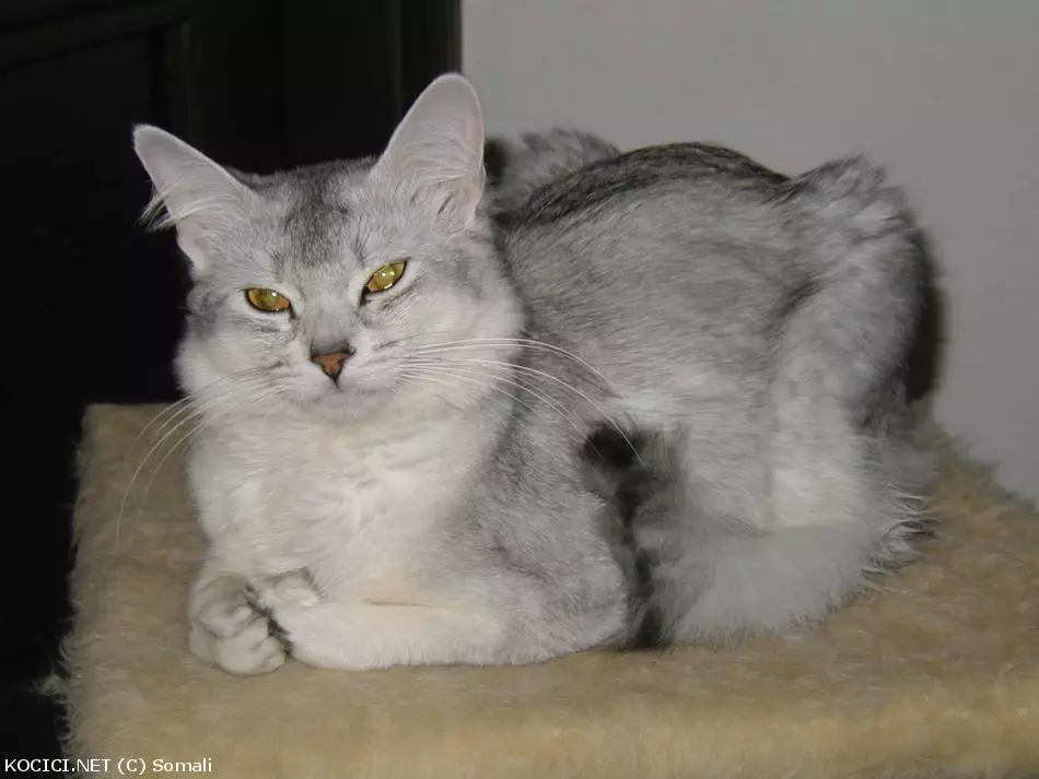 Co to je za plemeno?