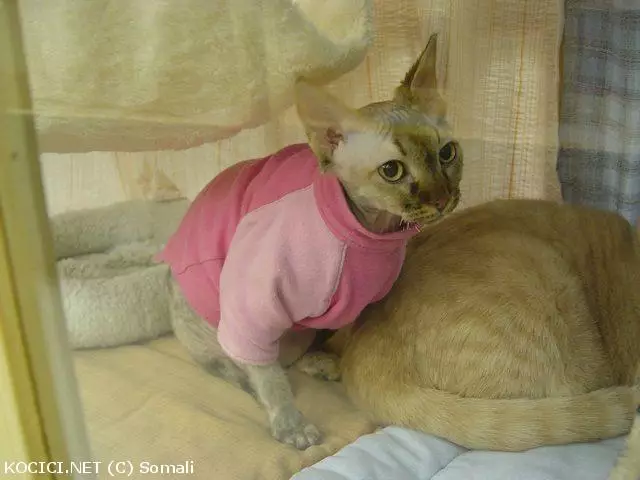 Co to je za plemeno?