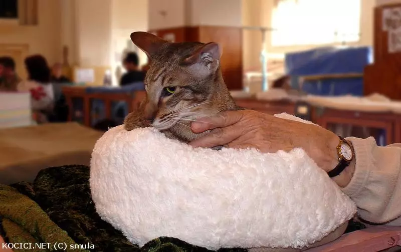 Co to je za plemeno?