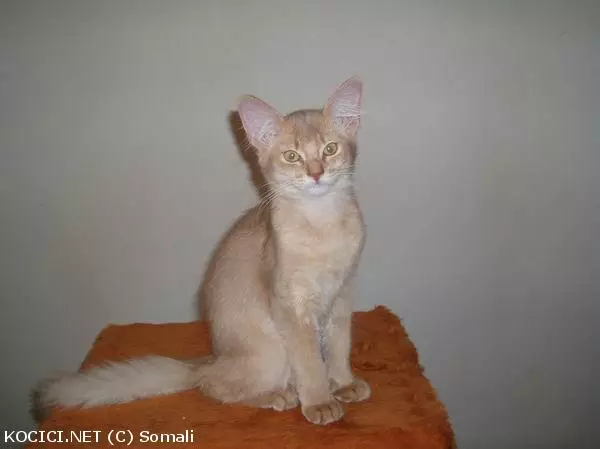 Co to je za plemeno?